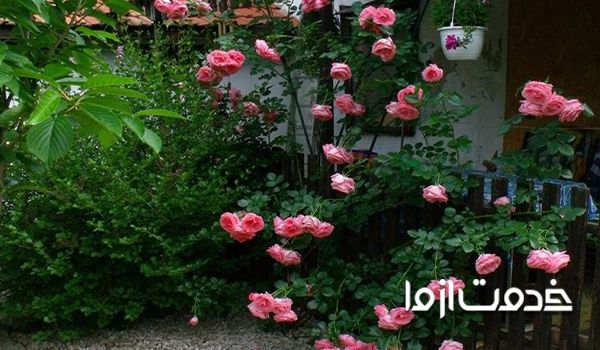  روش نگهداری گل رز رونده در گلدان